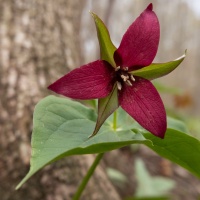 A selective focus shot of a red trillium with green leaves in a park